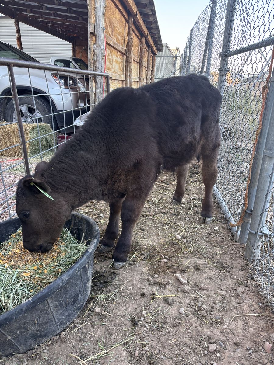 Weaned Angus Steer Calf