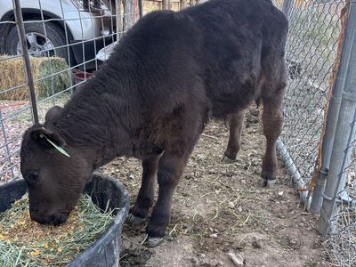 Weaned Angus Steer Calf