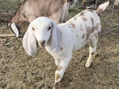 Full nubian bucklings