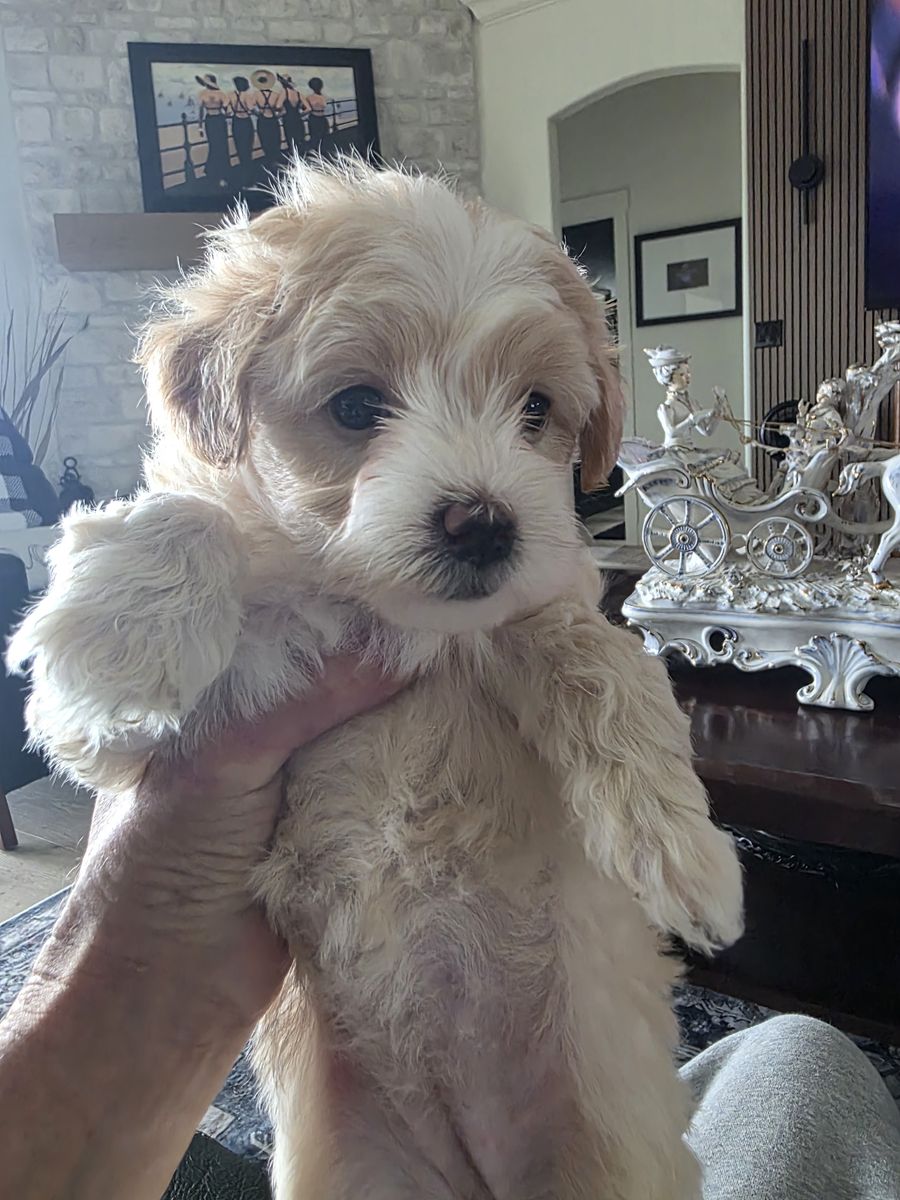 Adorable Hypoallergenic Yorkiepoo Puppies - Great with Kids & Pets! First Vaccines & Wormed