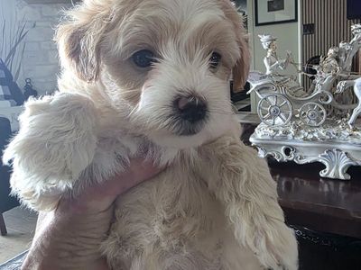 Adorable Hypoallergenic Yorkiepoo Puppies - Great with Kids & Pets! First Vaccines & Wormed