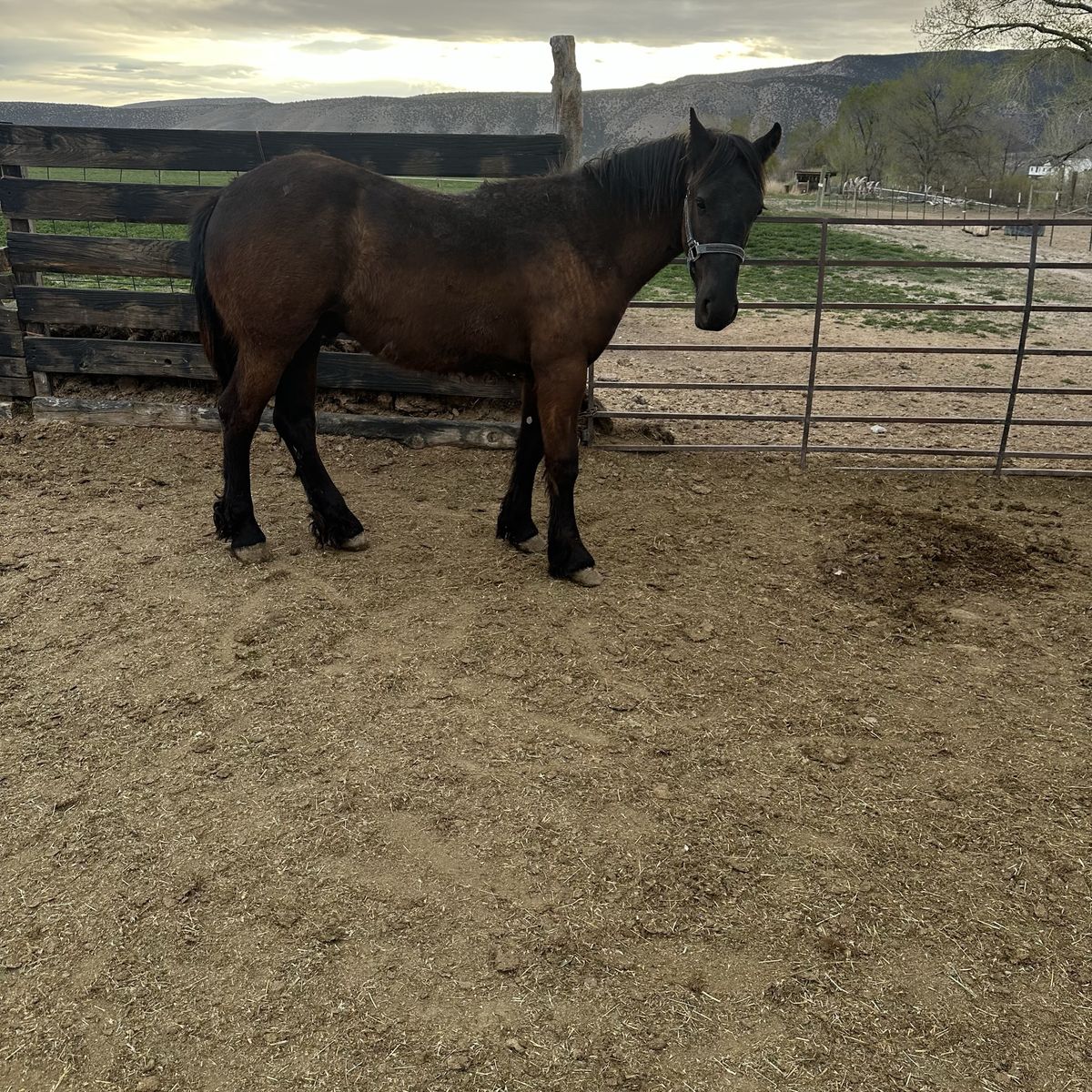8 Month Old  Friesian Colt