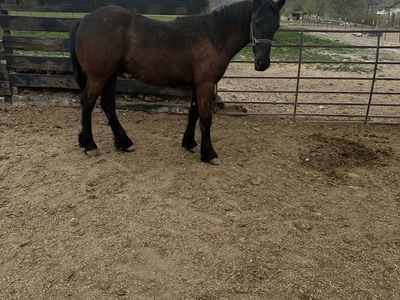 8 Month Old Friesian Colt