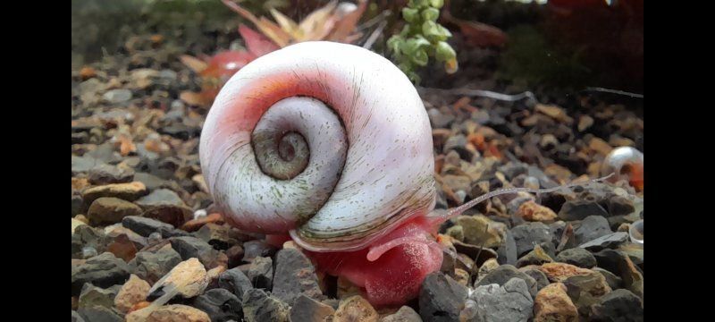 Pink and White Ramshorn Snails