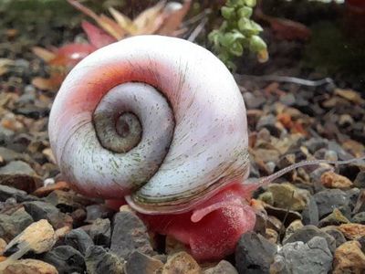 Pink and White Ramshorn Snails