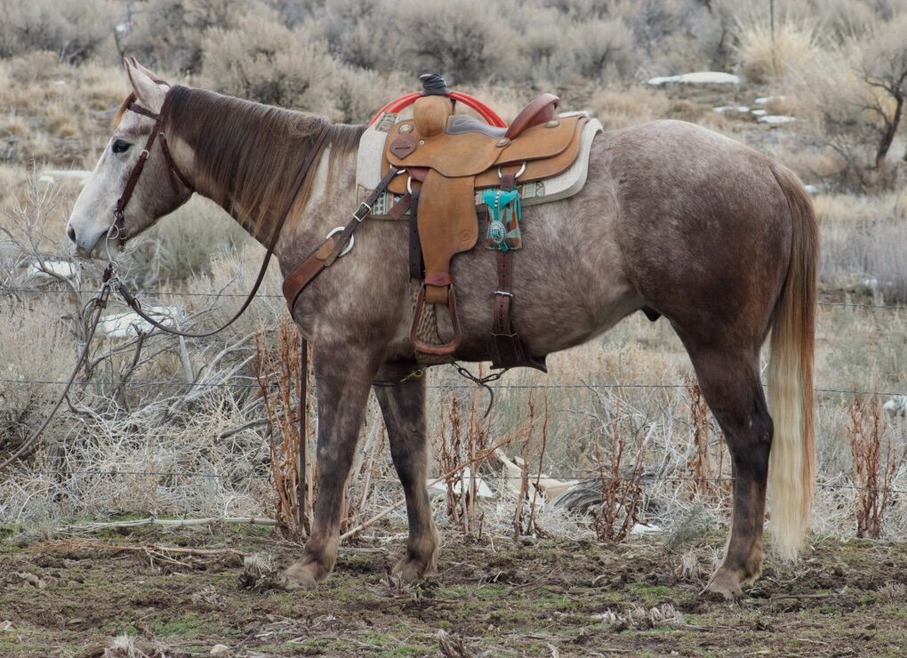 2022 Ruby and Pink Buckle prospect