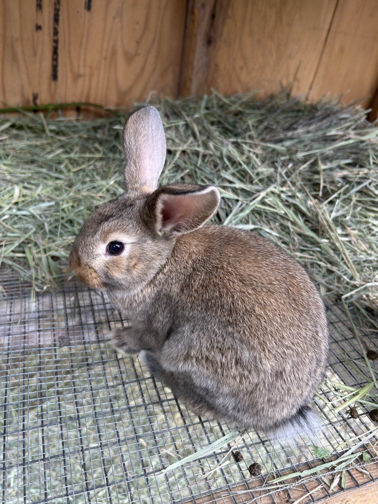 Adorable Young Rabbits for Sale - Great Family Pet