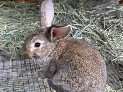 Adorable Young Rabbits for Sale - Great Family Pet