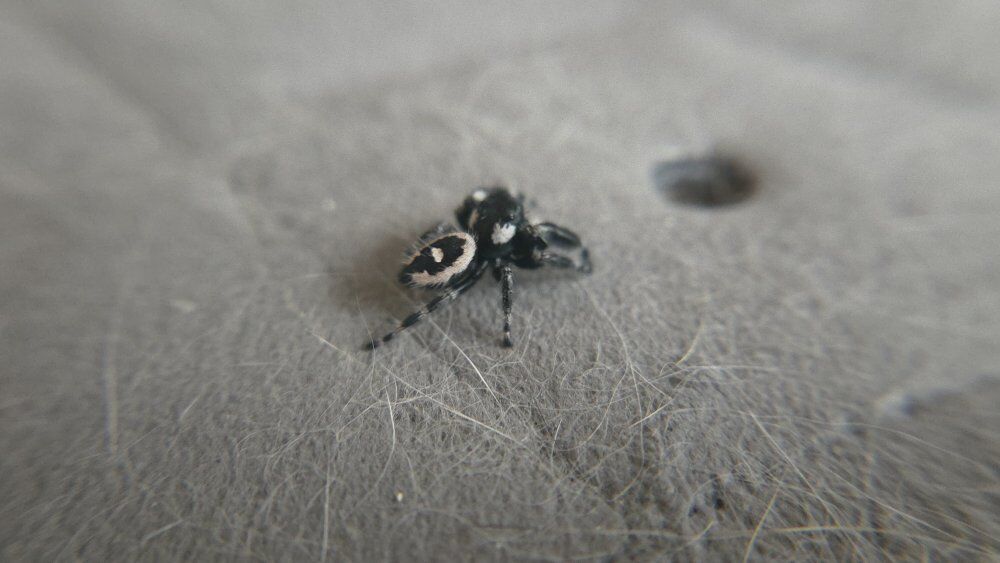cheap jumping spiders