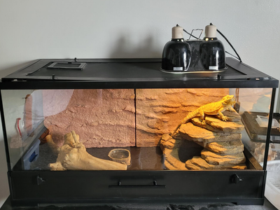 Friendly Bearded Dragon with 40 Gallon Terrarium & Supplies