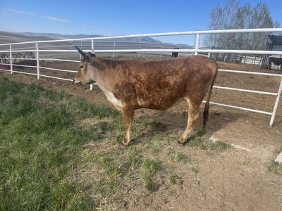 Jersey Cross Steer