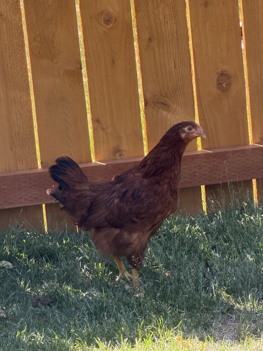 Coop Ready Rhode Island Pullets