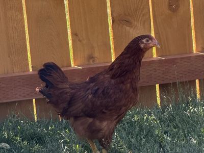 Coop Ready Rhode Island Pullets