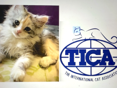 Hypoallergenic Siberian Kittens! TICA. Reg. Siberian Cats of Utah NADEIJDA CATTERY since 2016