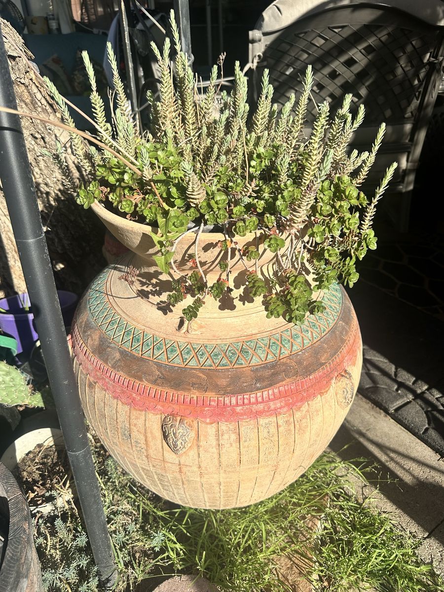Succulents Clippings for sale