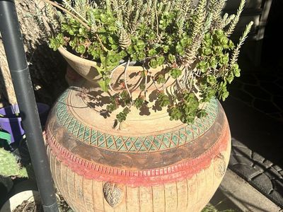 Succulents Clippings for sale