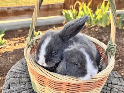 Easter Blue Eyed Holland Lop Babies