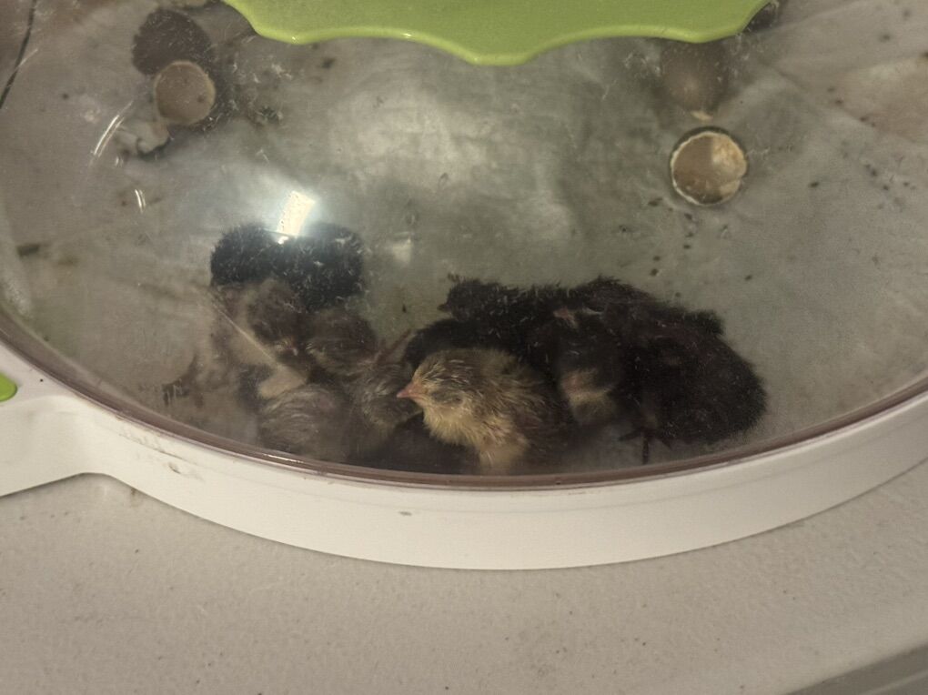 Button Quail And Chicks