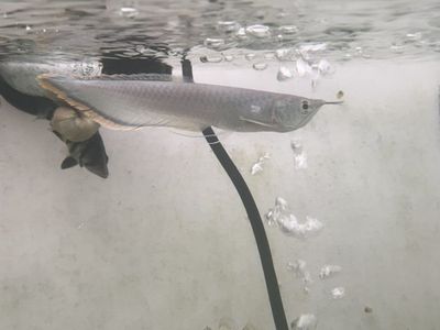 Black Arowana