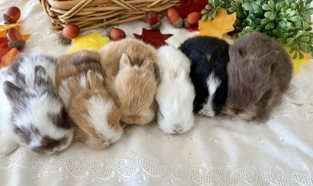 Purebred Holland Lop Baby Bunny Rabbits