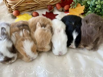 Purebred Holland Lop Baby Bunny Rabbits