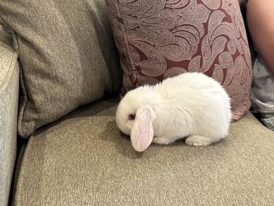 Mini Lop Bunny Rabbit