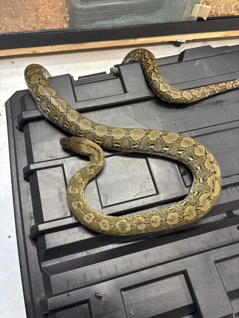 2022 1.0 Kayuadi Het Anery