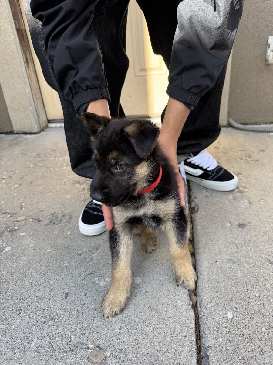 Puppy