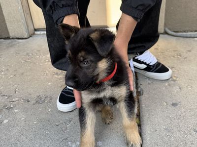 Puppy