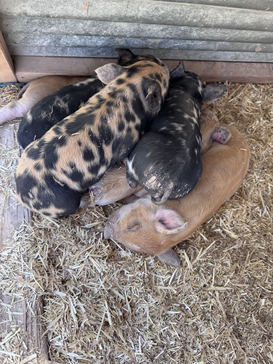 Registered IPP Piglets