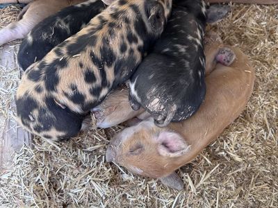 Registered IPP Piglets