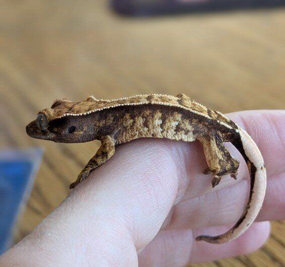 Red Extreme Harlequin Crested Gecko Baby