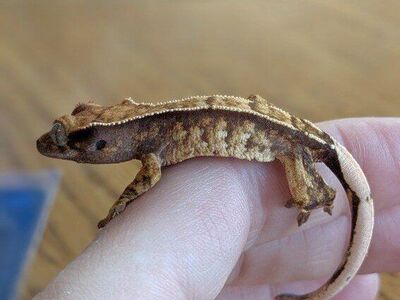 Red Extreme Harlequin Crested Gecko Baby