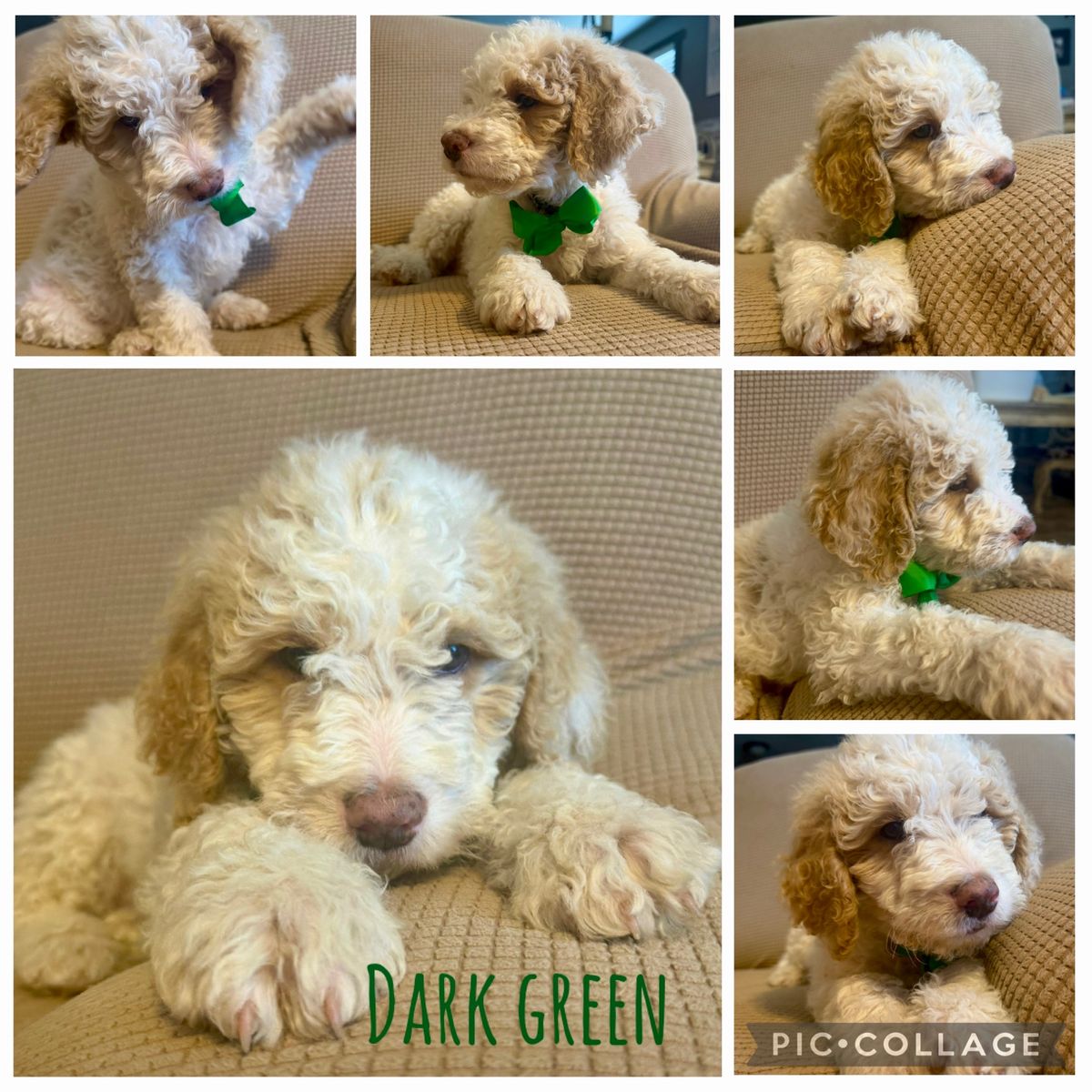 Miniature Mini Goldendoodle Puppies