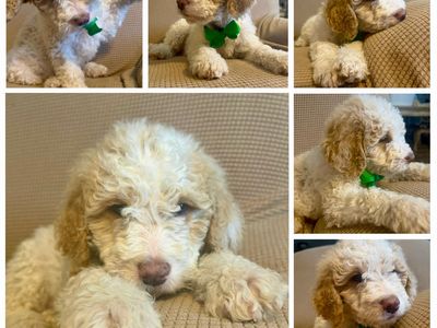 Miniature Mini Goldendoodle Puppies