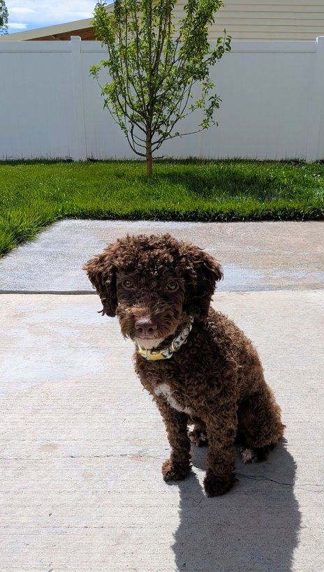 AKC Chocolate and White Tuxedo Poodle Stud Dog Services