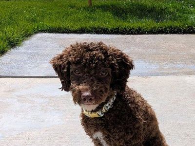 AKC Chocolate and White Tuxedo Poodle Stud Dog Services