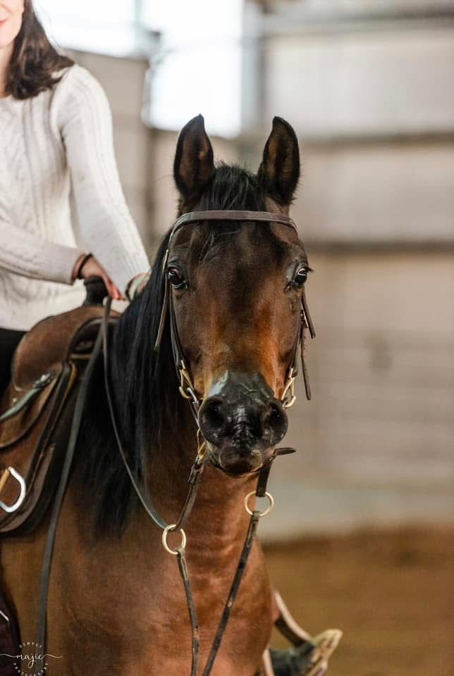 7 year old Arabian gelding