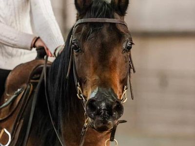 7 year old Arabian gelding
