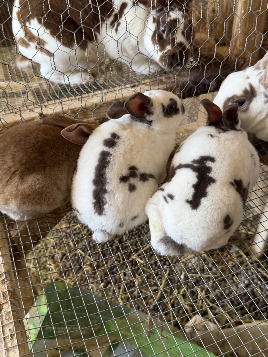 Purebred Rex rabbit babies
