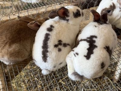 Purebred Rex rabbit babies