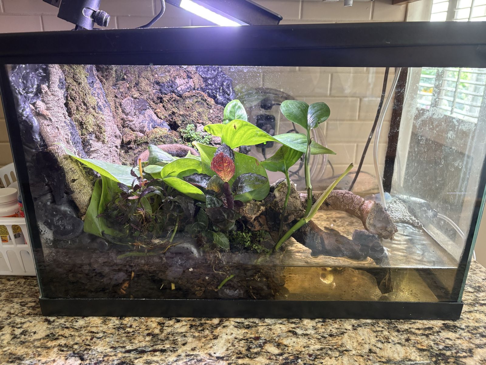 Tree frogs and bioactive paludarium