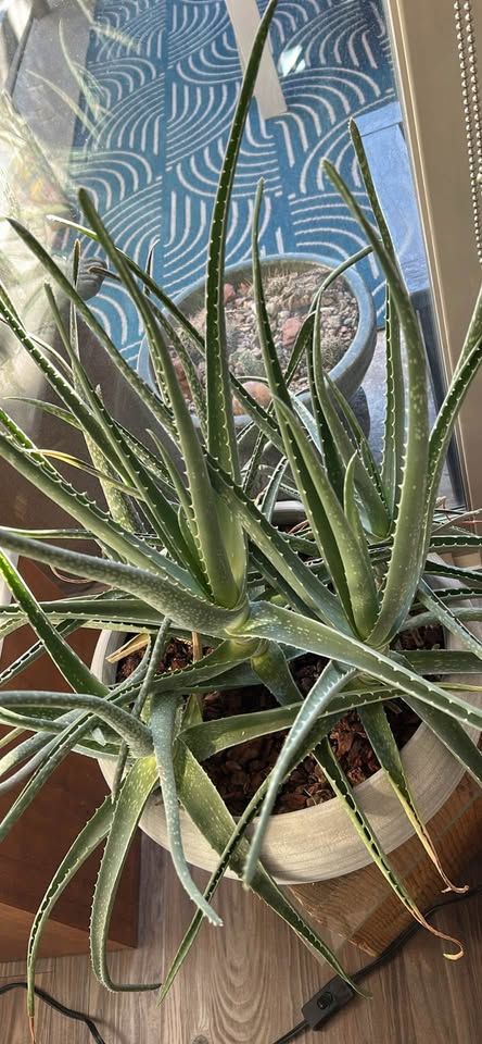 Crate & Barrel Concrete Pot With Aloe Succulent Plant
