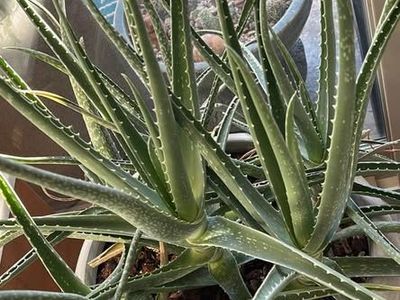 Crate & Barrel Concrete Pot With Aloe Succulent Plant