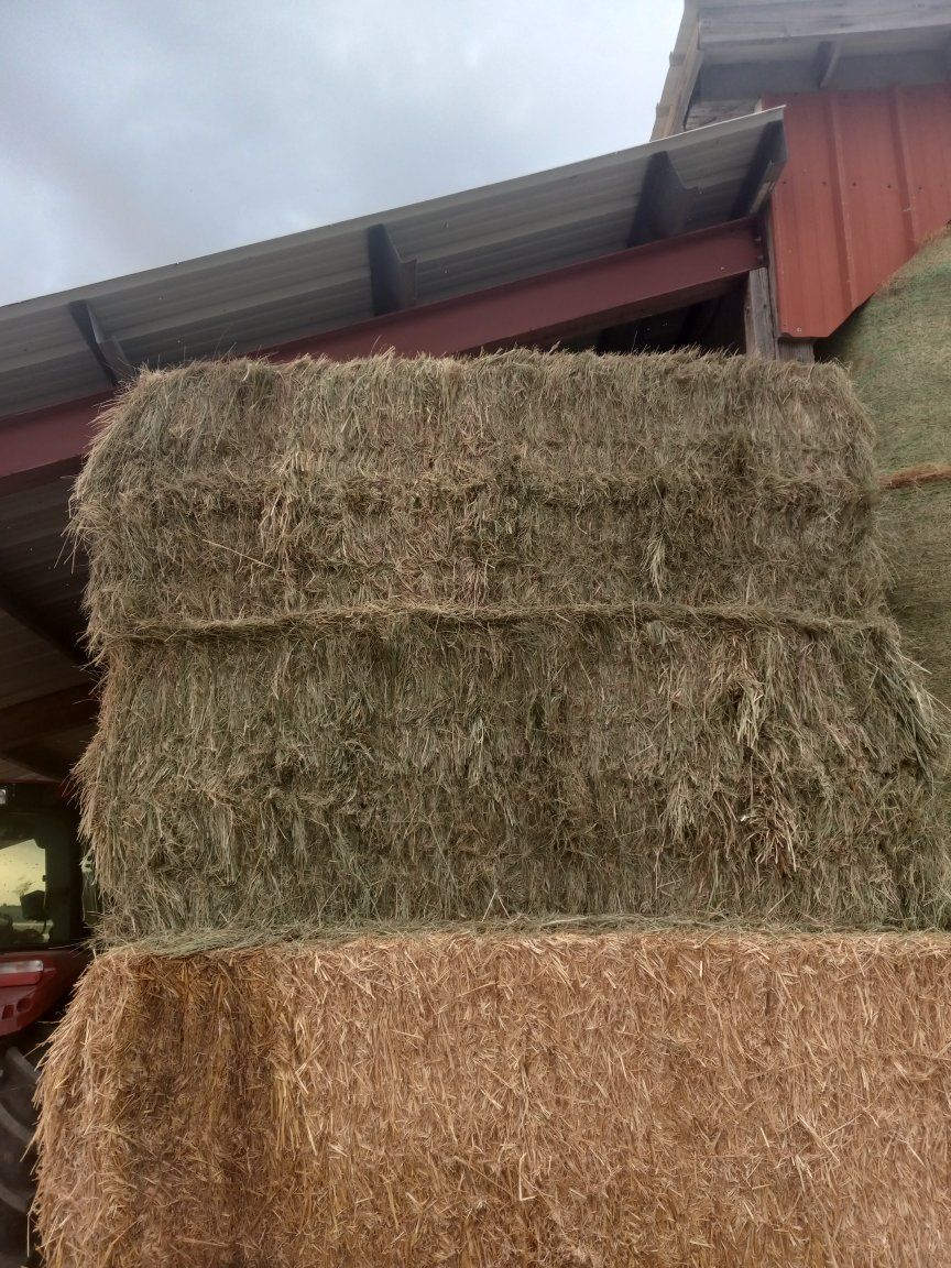 grass hay