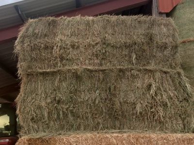grass hay