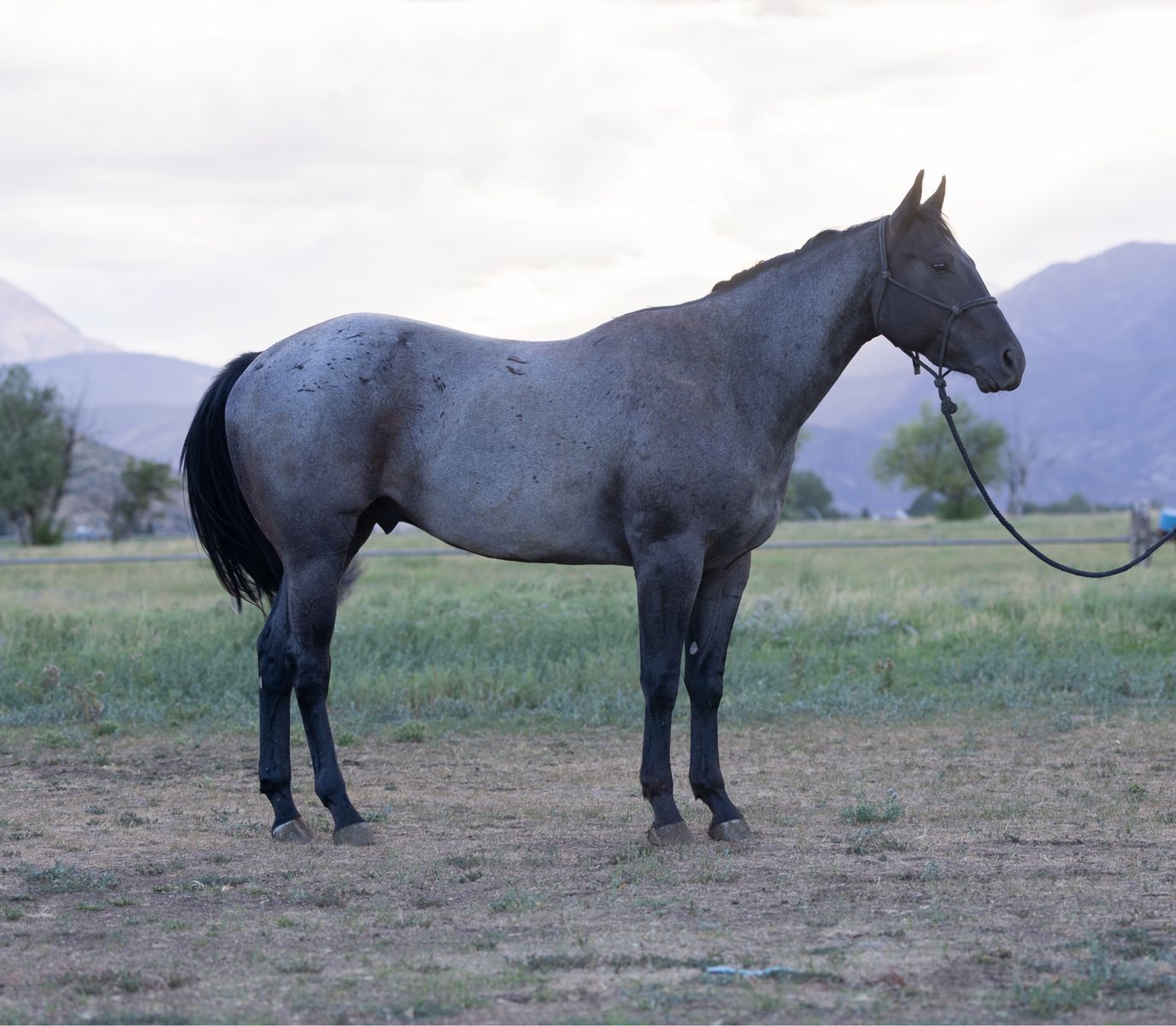 AQHA Blue Roan Gelding