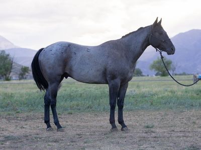 AQHA Blue Roan Gelding