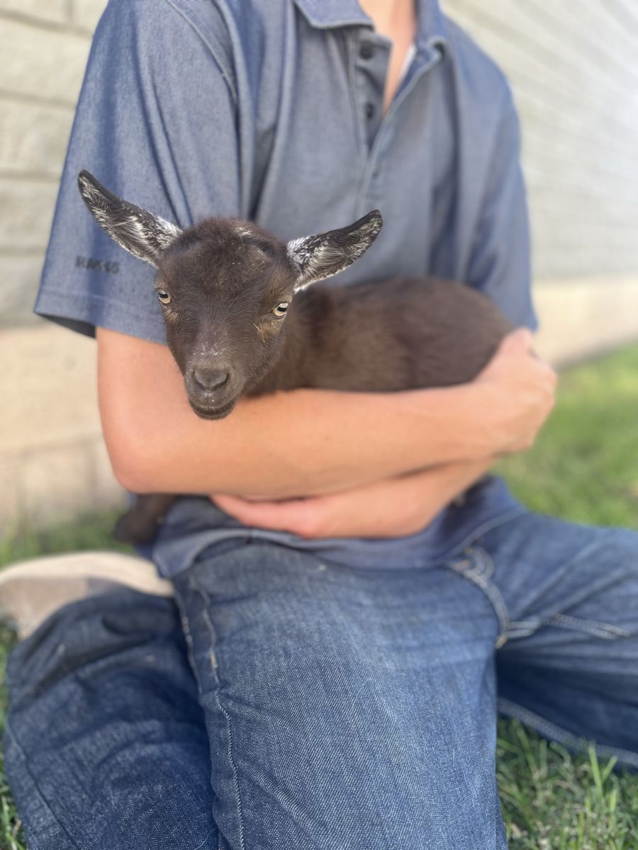 As cute as they come Nigerian Dwarf Doeling