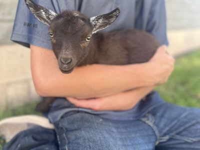 As cute as they come Nigerian Dwarf Doeling